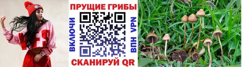 где продают   Краснознаменск  Галлюциногенные грибы Psilocybe 