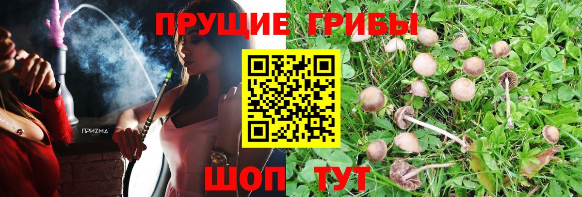 Галлюциногенные грибы GOLDEN TEACHER Краснознаменск